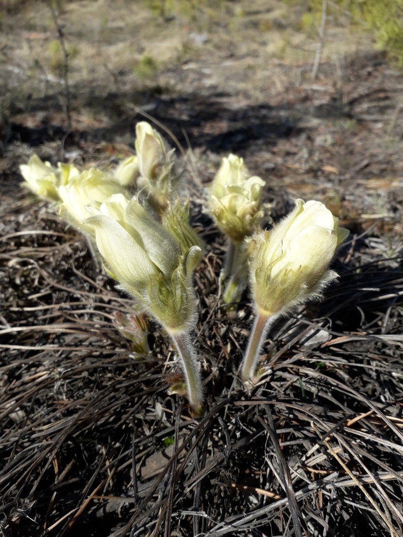 Pulsatilla patens subsp. angustifolia photo 4