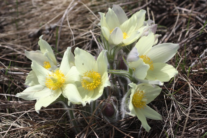 Pulsatilla patens subsp. patens