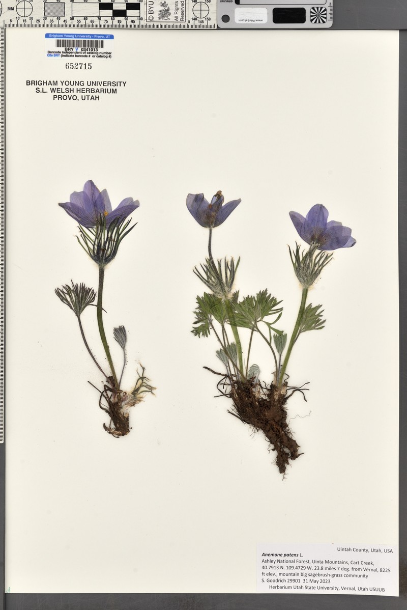 Pulsatilla patens subsp. patens photo 2
