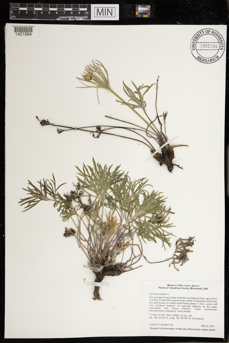 Pulsatilla patens subsp. patens photo 3