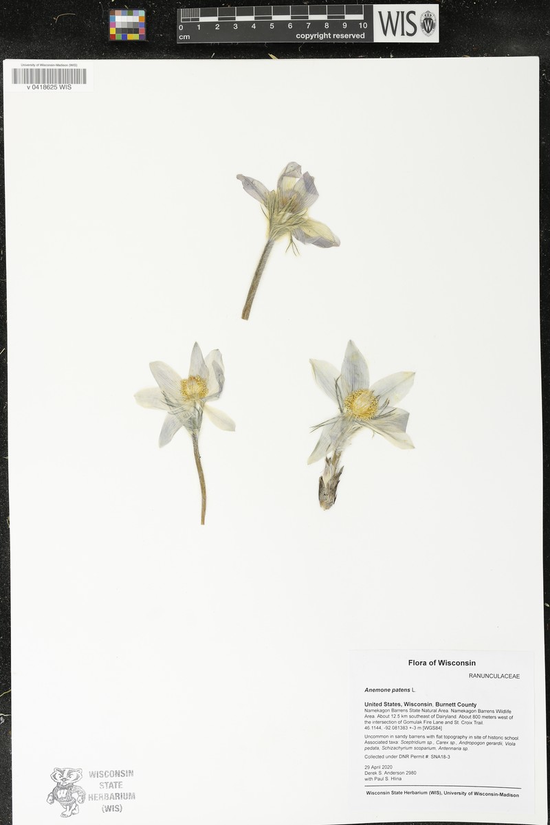 Pulsatilla patens subsp. patens photo 4