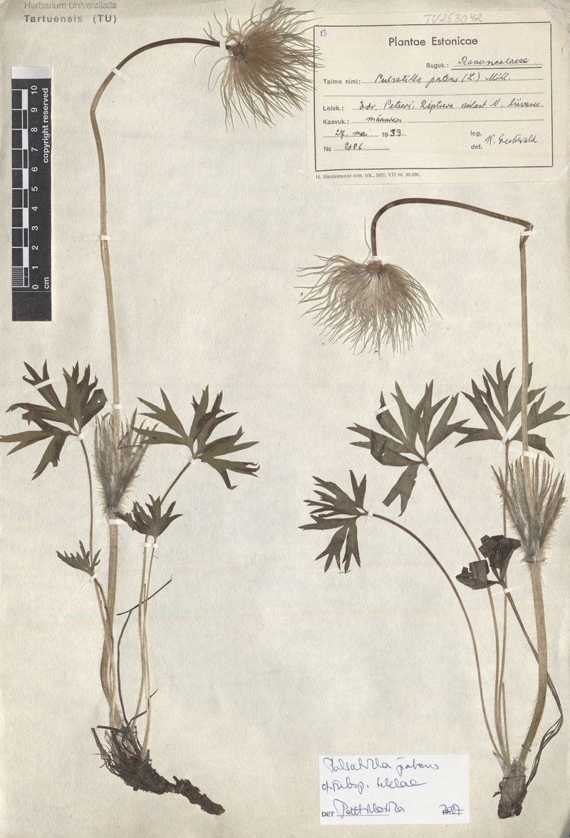 Pulsatilla patens subsp. teklae