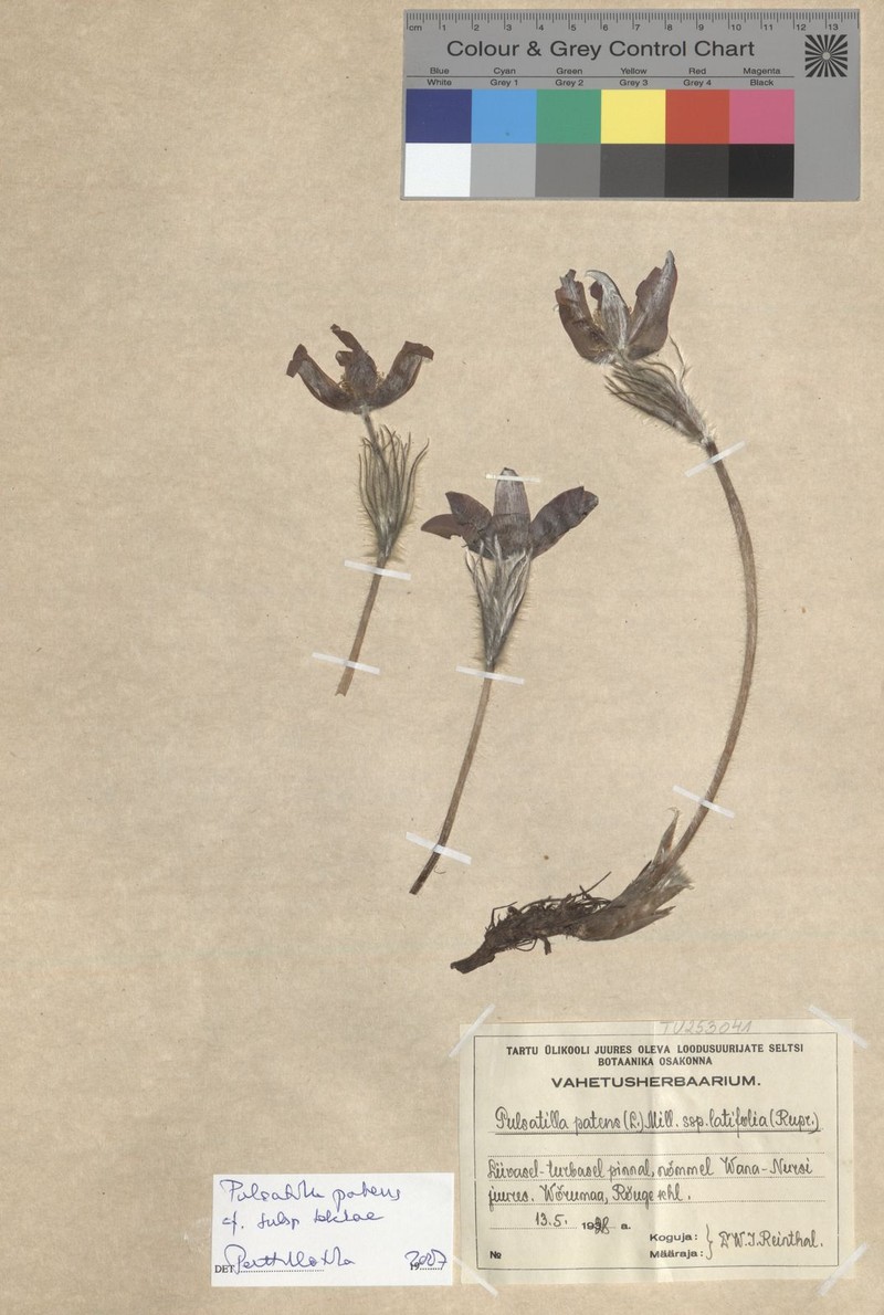 Pulsatilla patens subsp. teklae photo 2