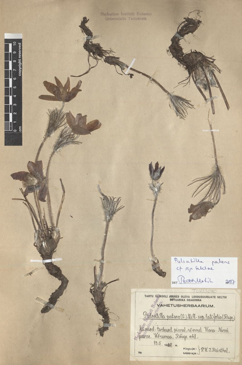 Pulsatilla patens subsp. teklae photo 3