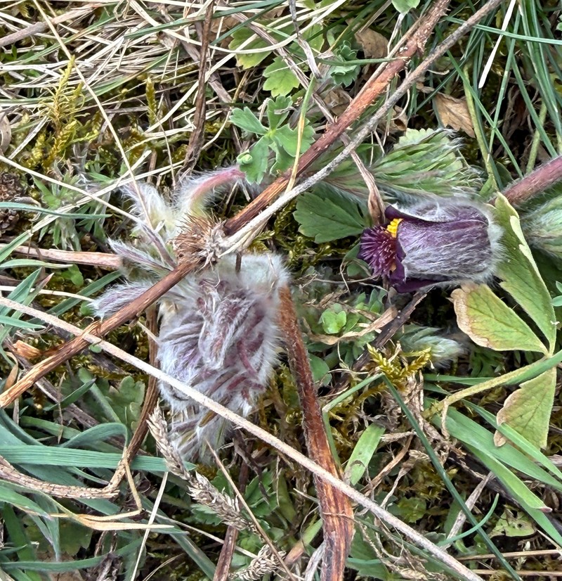 Pulsatilla pratensis subsp. hungarica