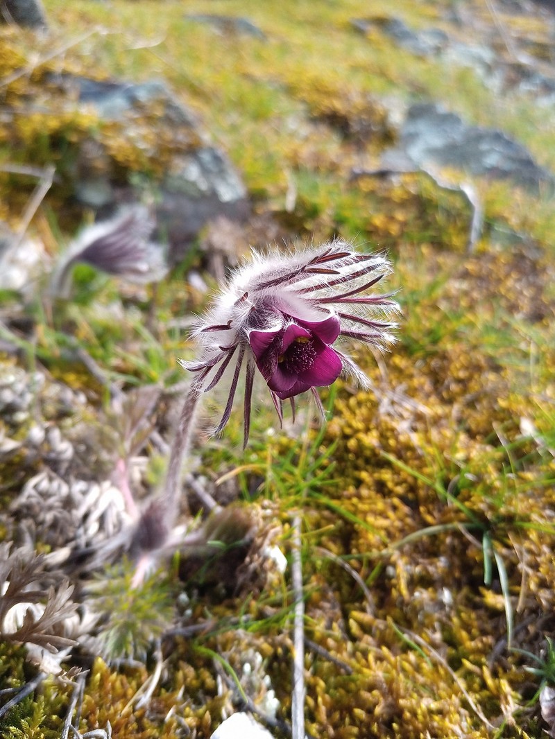 Pulsatilla pratensis subsp. hungarica photo 2