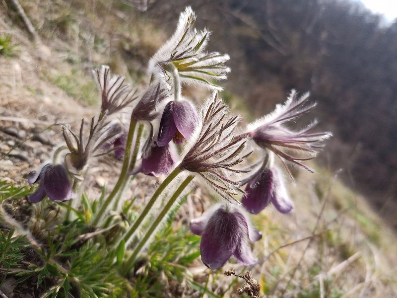 Pulsatilla pratensis subsp. hungarica photo 3
