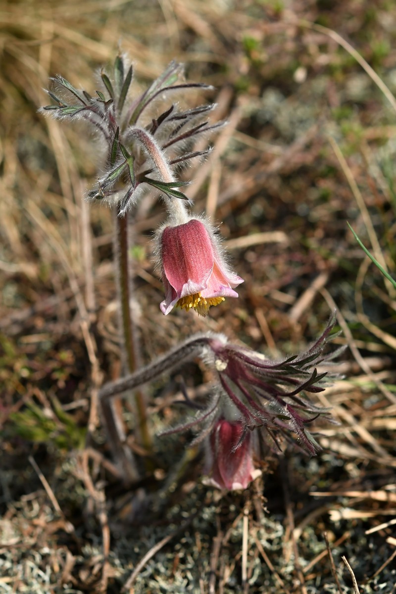 Pulsatilla pratensis subsp. hungarica photo 4