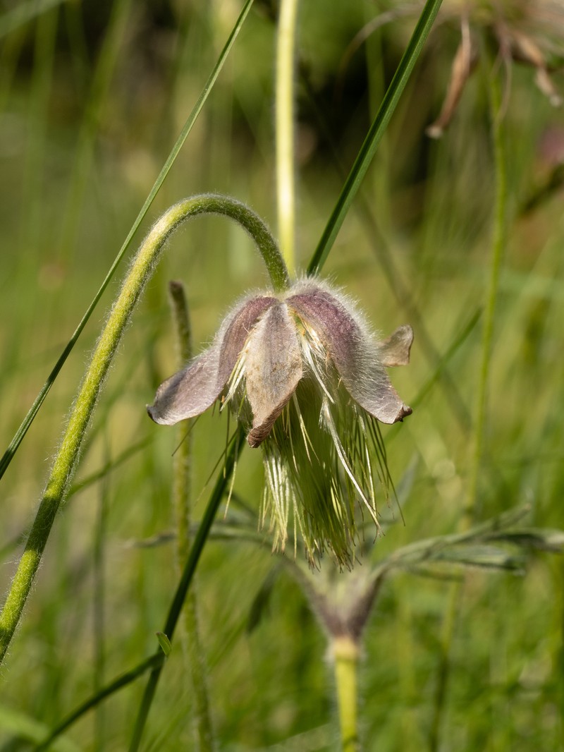 Pulsatilla pratensis subsp. pratensis