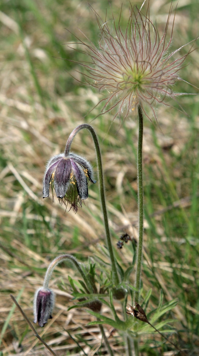 Pulsatilla pratensis subsp. pratensis photo 2