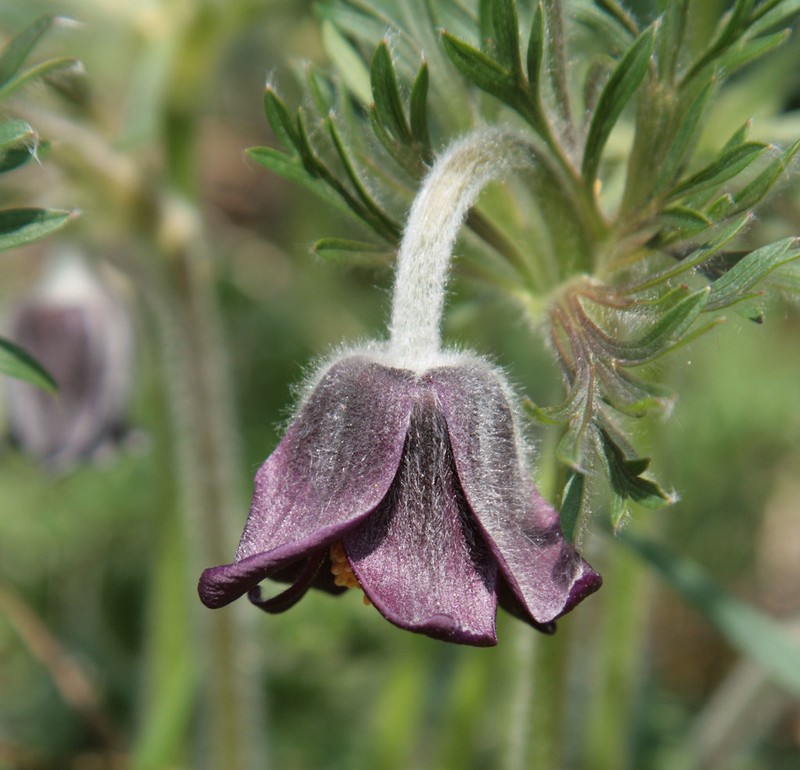 Pulsatilla pratensis subsp. pratensis photo 3
