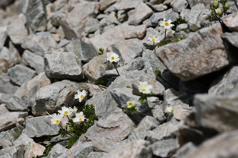 Pulsatilla scherfelii subsp. cyrnea