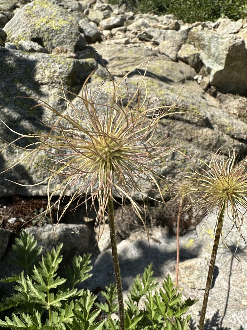 Pulsatilla scherfelii subsp. cyrnea photo 2