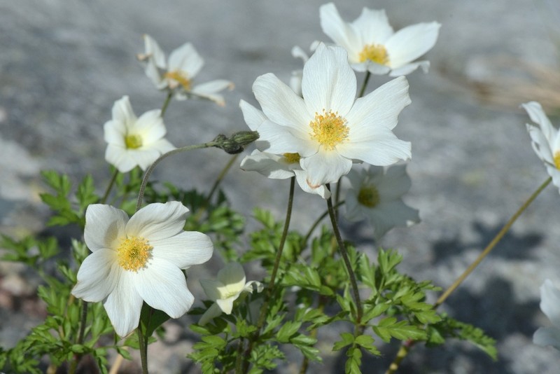 Pulsatilla scherfelii subsp. cyrnea photo 3