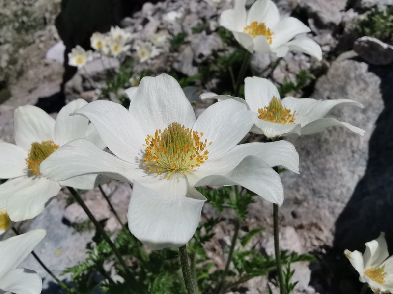Pulsatilla scherfelii subsp. cyrnea photo 4