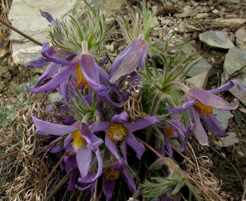 Pulsatilla usensis