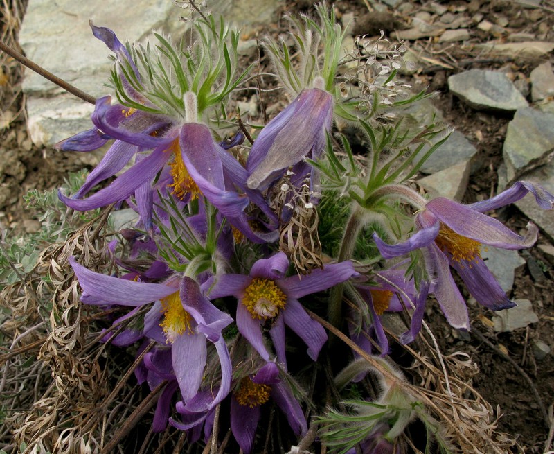 Pulsatilla usensis photo 2