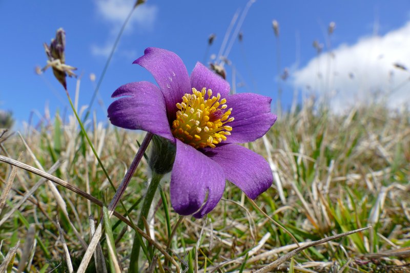 European Pasqueflower