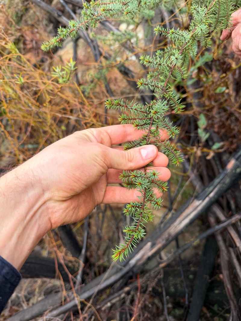 Pultenaea aculeata photo 2