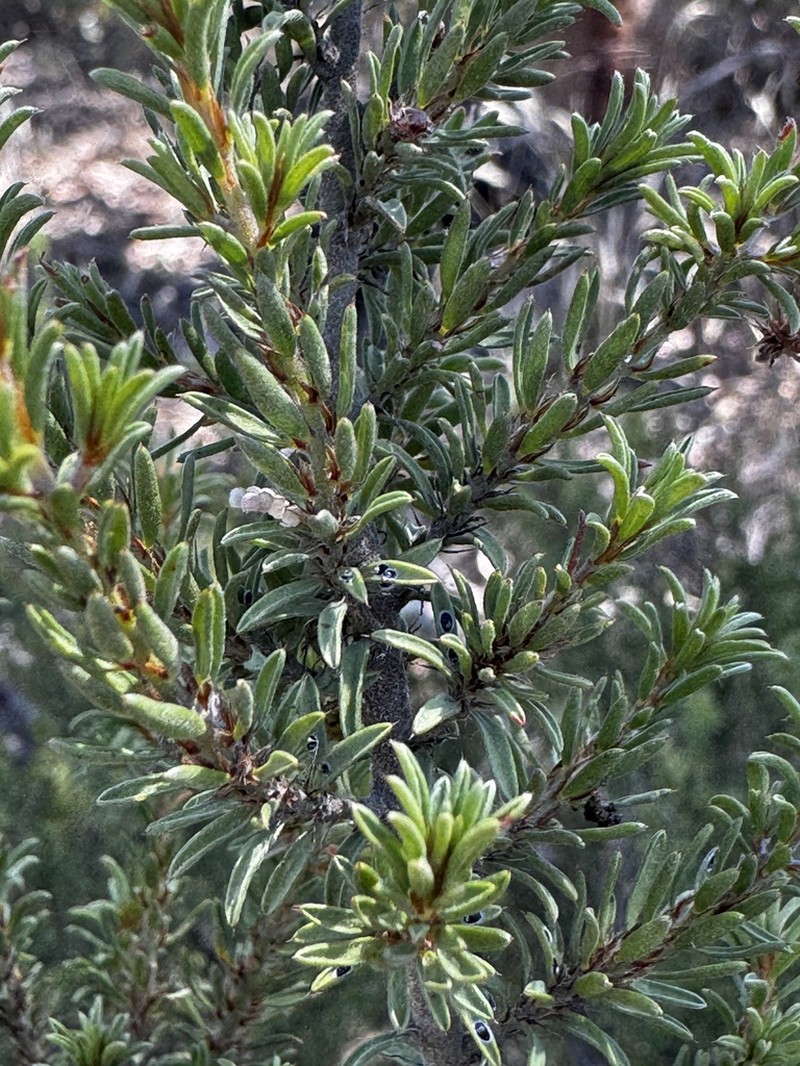Pultenaea corrickiae
