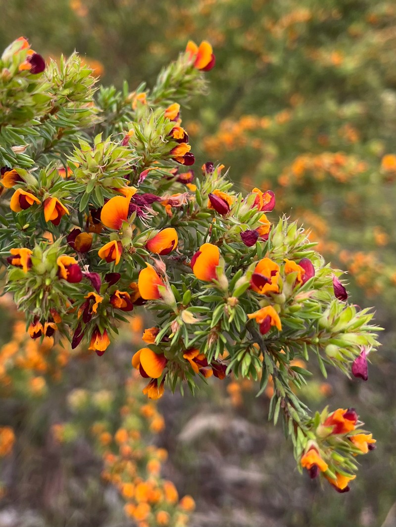 Pultenaea corrickiae photo 2