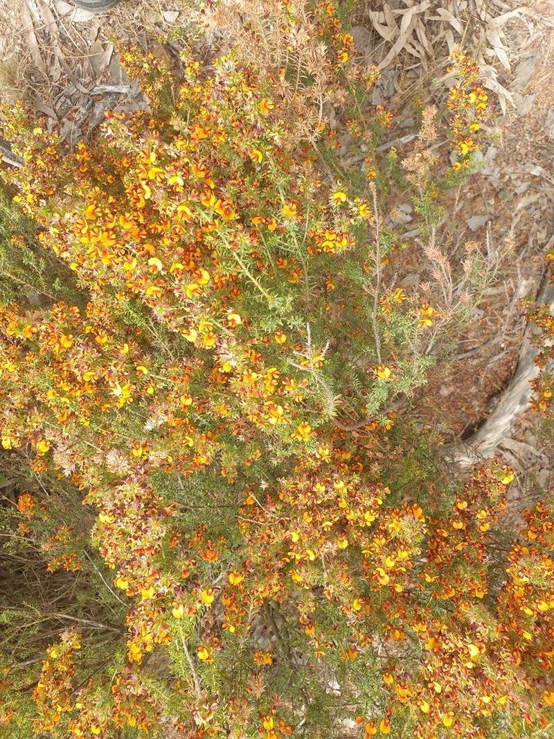 Pultenaea corrickiae photo 3