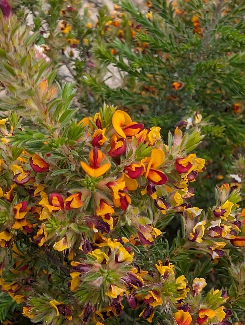 Pultenaea corrickiae photo 4