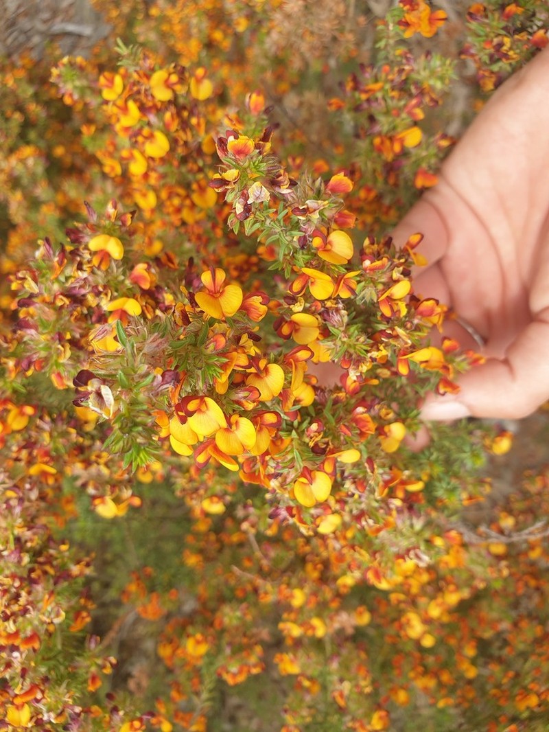 Pultenaea corrickiae photo 5