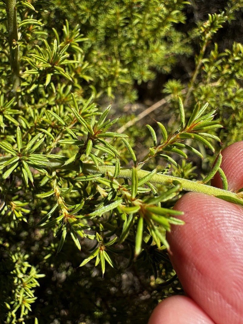 Pultenaea corrickiae photo 6