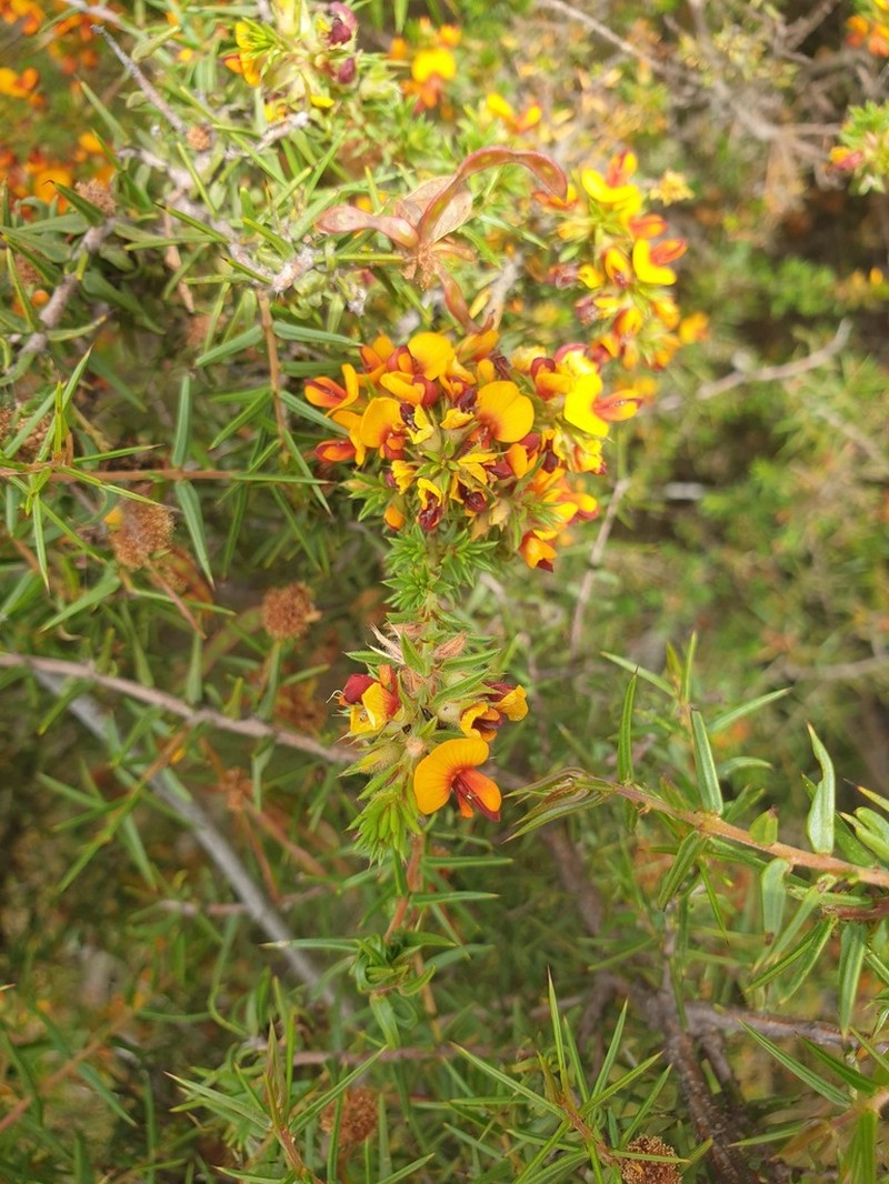 Pultenaea corrickiae photo 7