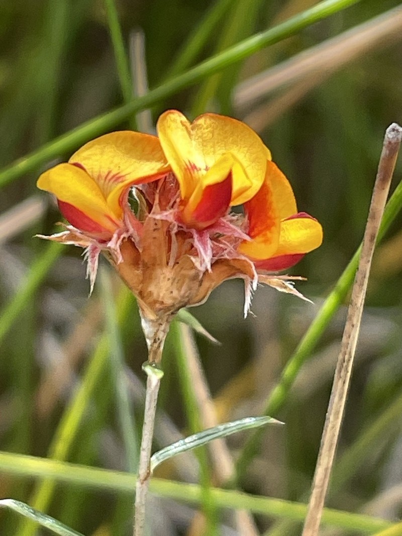 Pultenaea elusa