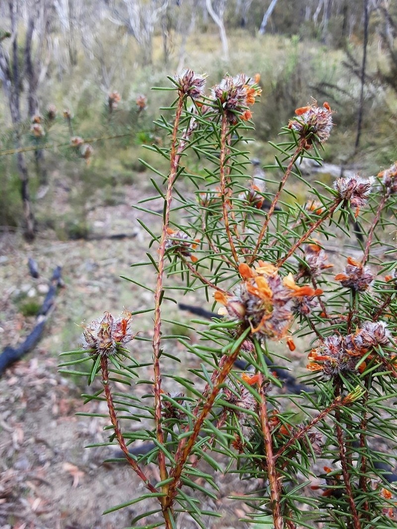 Pultenaea furcata