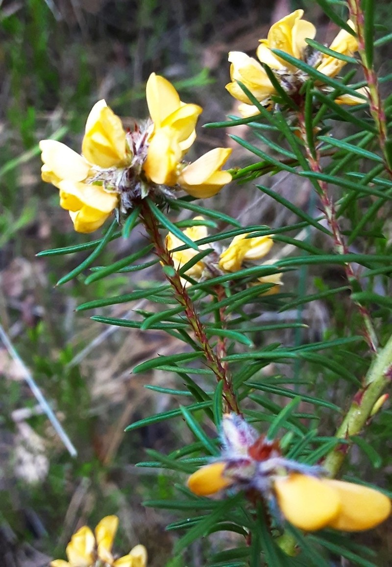 Pultenaea furcata photo 2