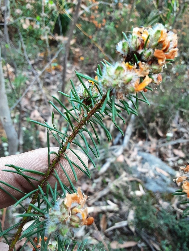 Pultenaea furcata photo 3