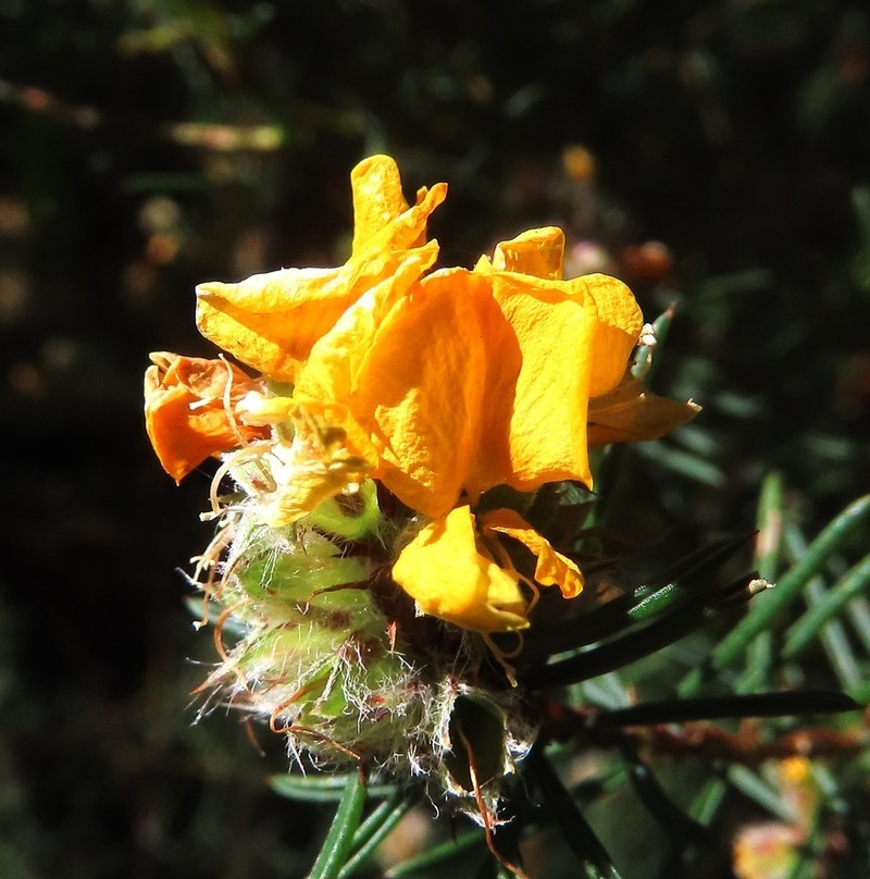 Pultenaea furcata photo 4