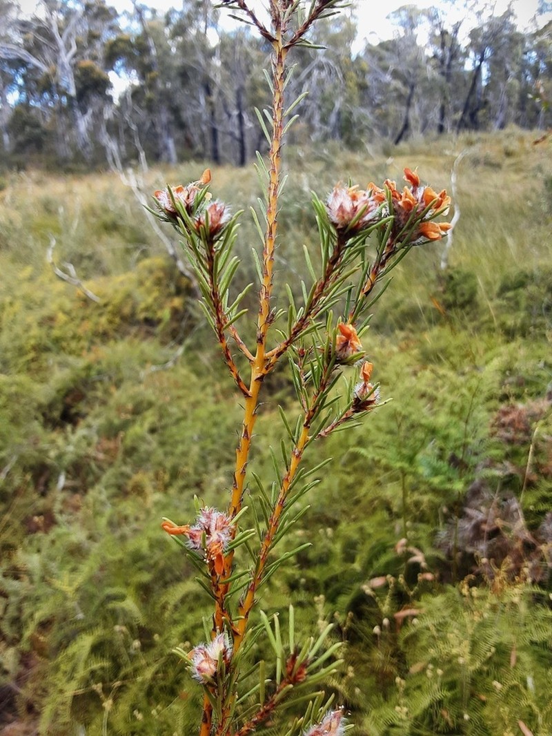 Pultenaea furcata photo 5