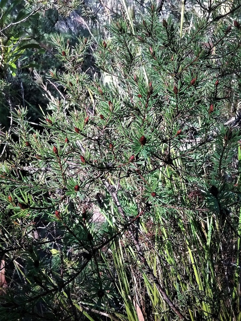 Pultenaea furcata photo 6