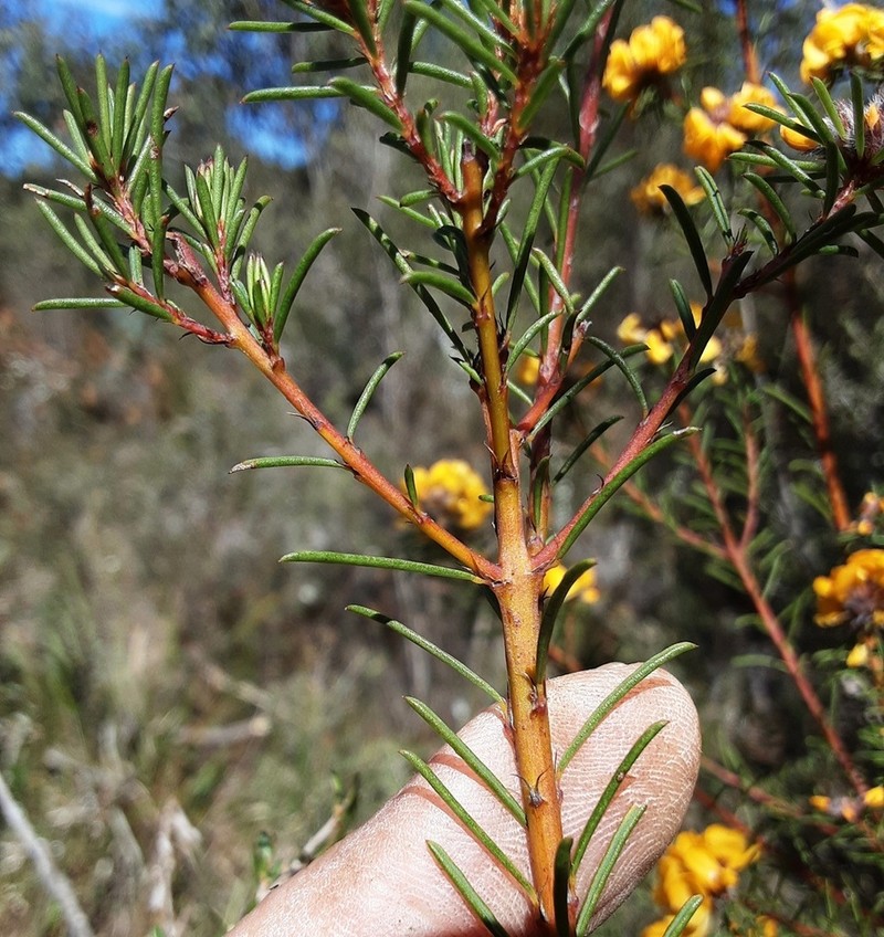 Pultenaea furcata photo 7
