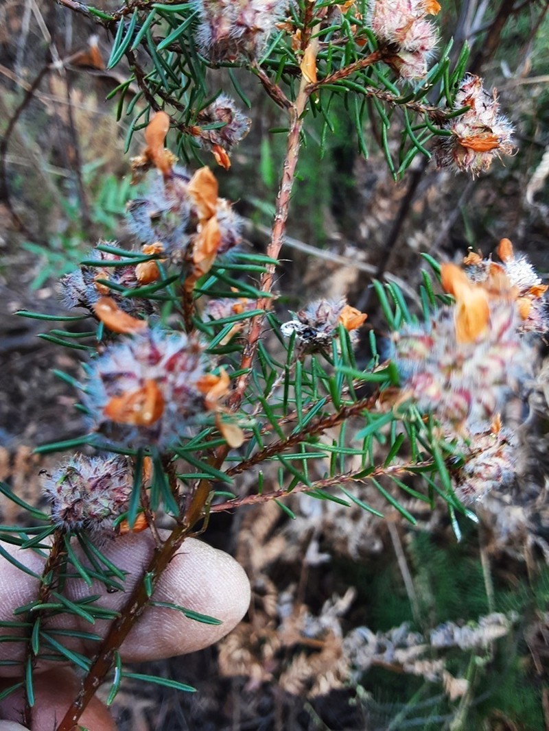 Pultenaea furcata photo 8