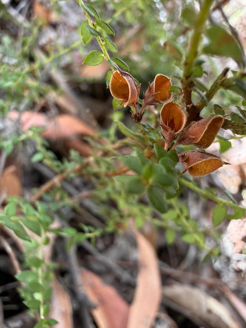 Pultenaea gunnii subsp. gunnii