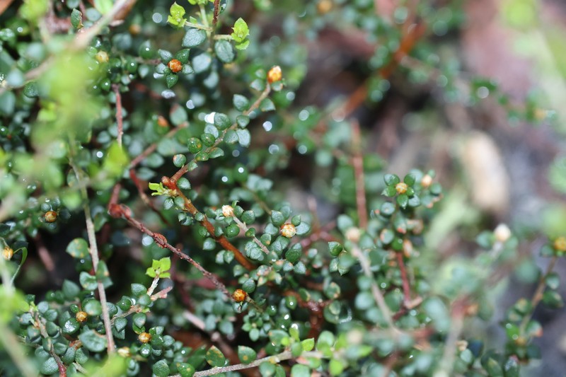 Pultenaea gunnii subsp. gunnii photo 2