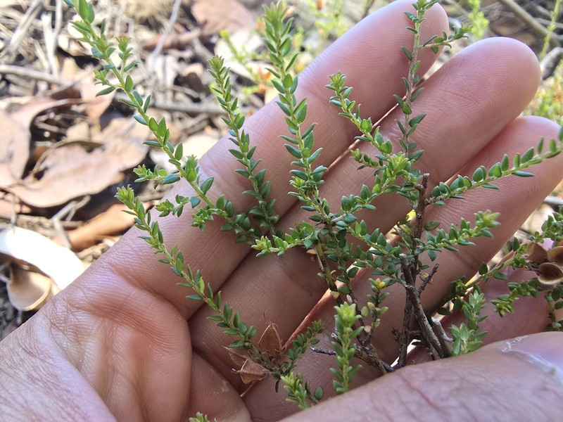 Pultenaea gunnii subsp. gunnii photo 3