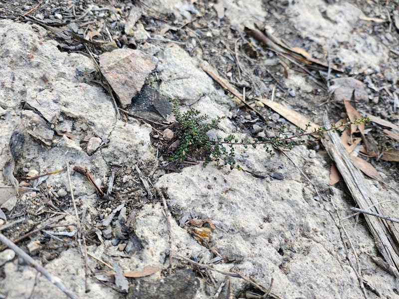 Pultenaea gunnii subsp. gunnii photo 4