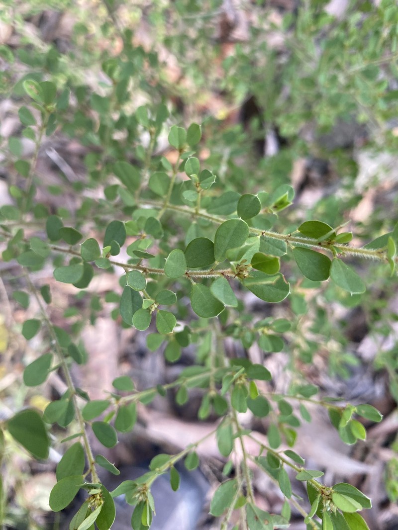 Pultenaea millarii var. millarii