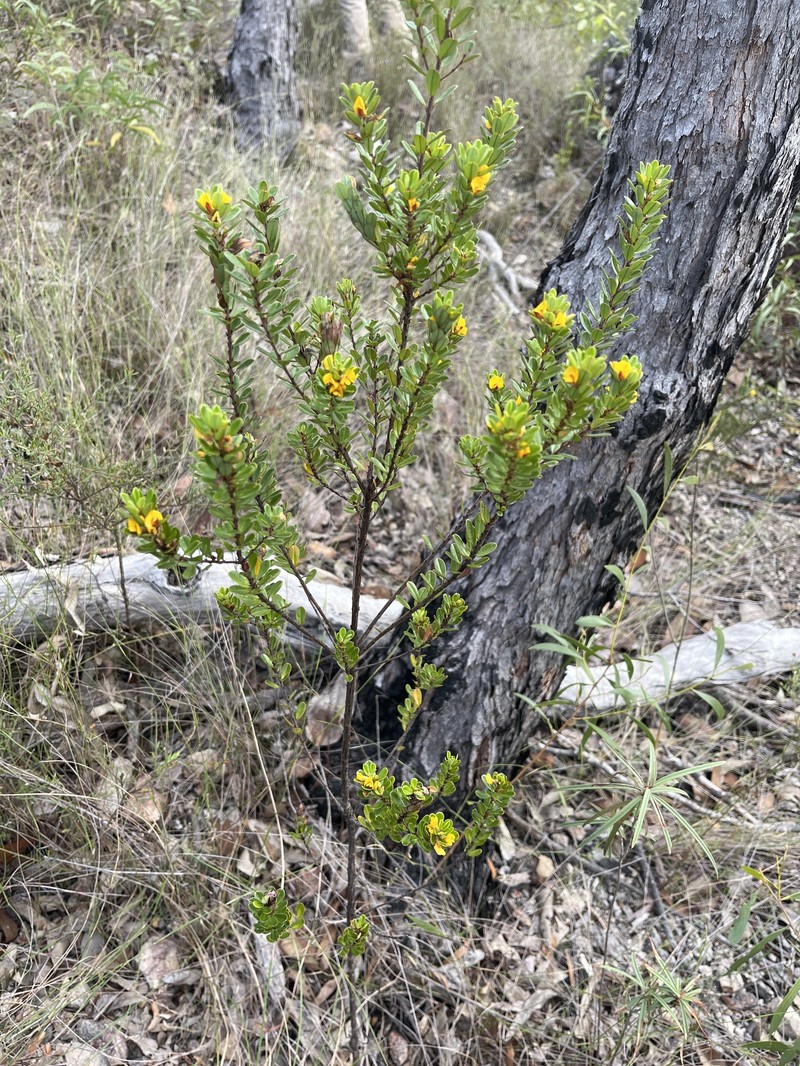 Pultenaea millarii var. millarii photo 2