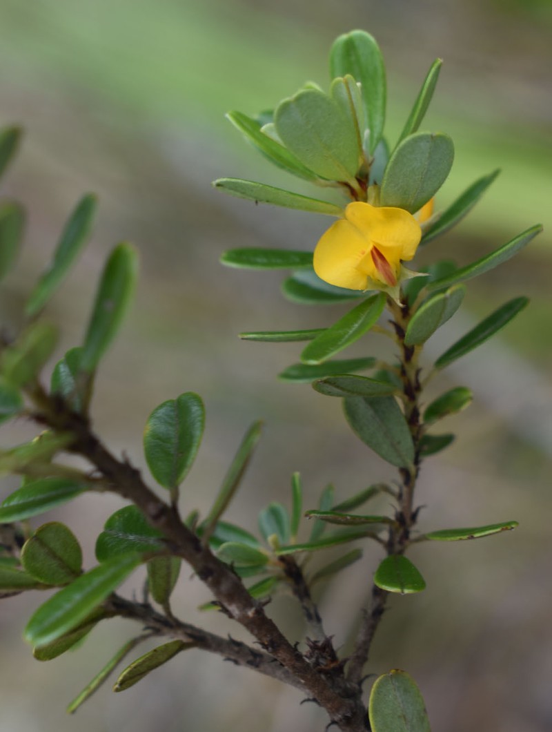 Pultenaea millarii var. millarii photo 3
