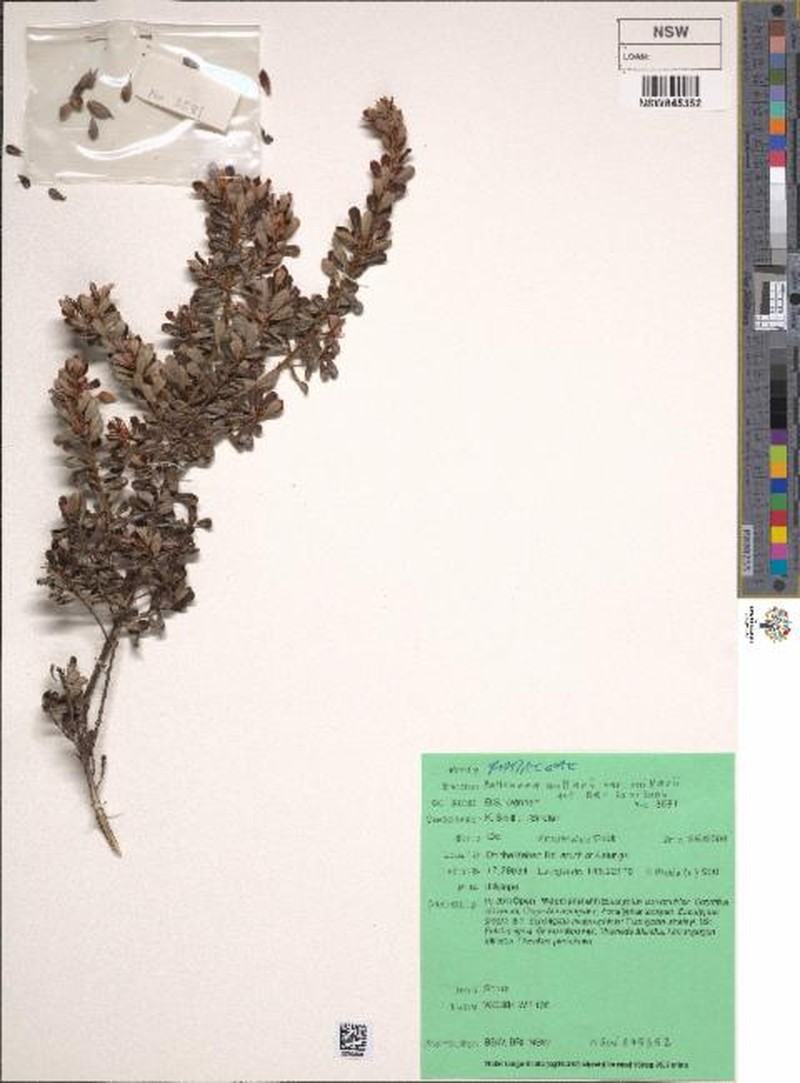 Pultenaea millarii var. millarii photo 4