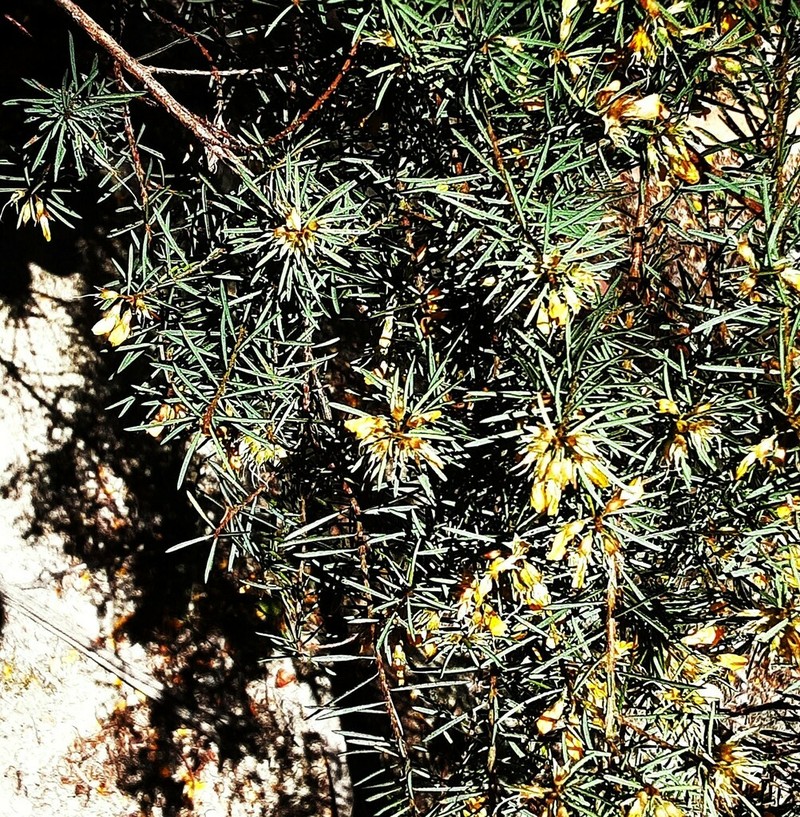 Pultenaea mutabilis