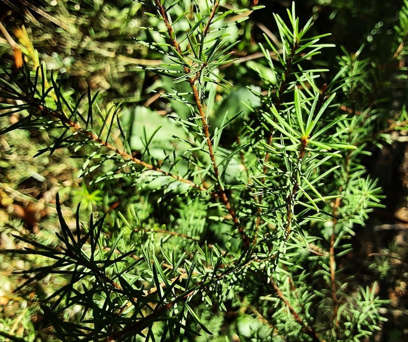 Pultenaea mutabilis photo 2