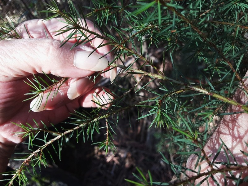 Pultenaea mutabilis photo 3
